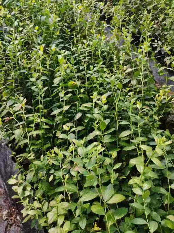 密斯提Misty薄雾蓝莓 盆栽地栽蓝莓果