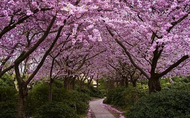 樱花树