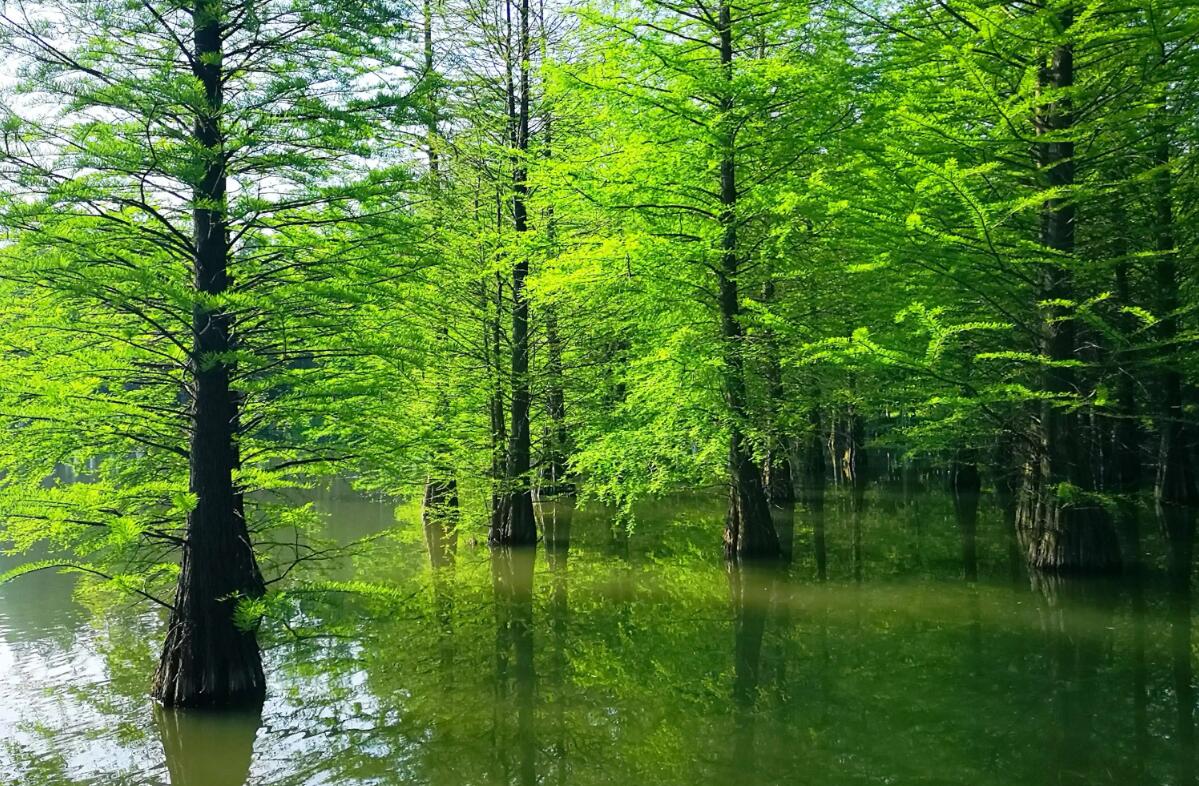 水杉